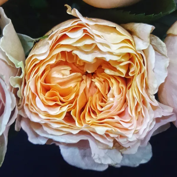Significado de regalar rosas naranjas 16 rosa naranja