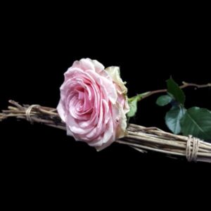 rosa-rosa
