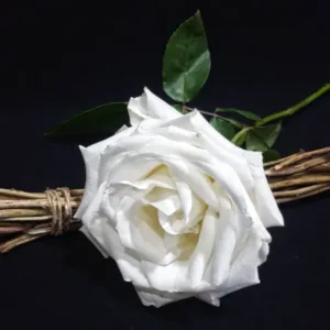 rosa-blanca