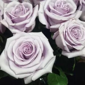 rosa-lavanda