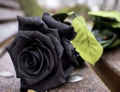 Significado de las Rosas Negras