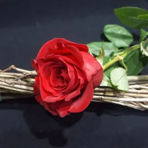 rosa-roja