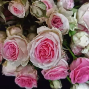 rosas-rosadas_bicolor