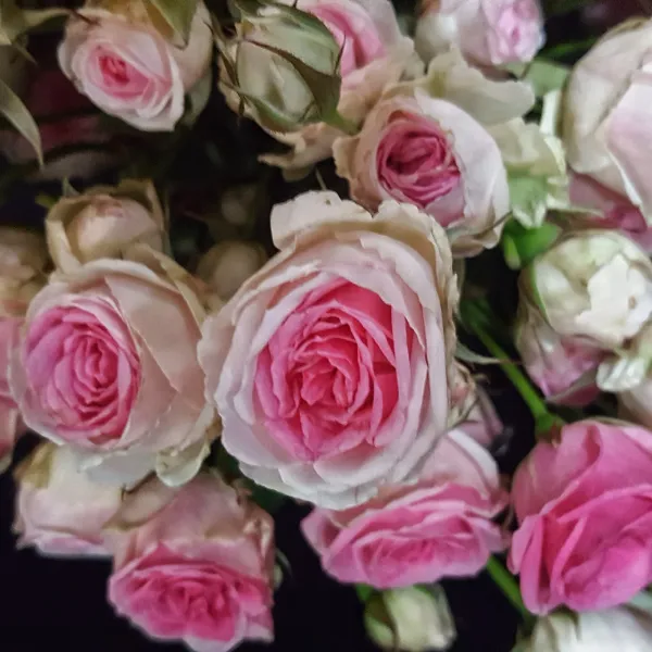 rosas-rosadas_bicolor