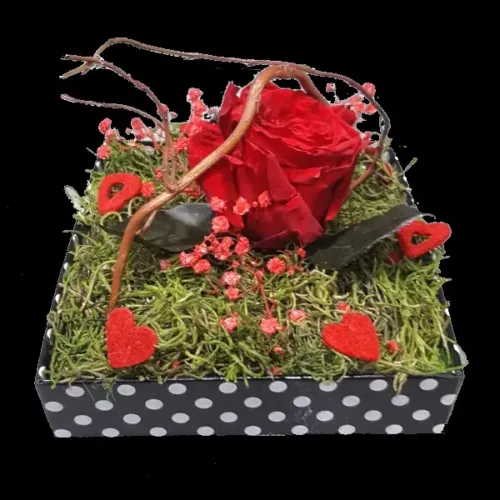 centro-preservado-amor